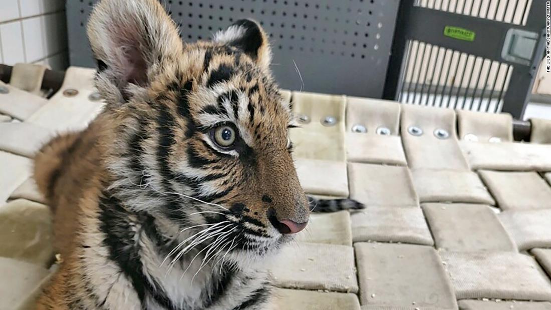 Bengal tiger cub recovered by police during shooting investigation finds  new home at Colorado animal sanctuary | CNN