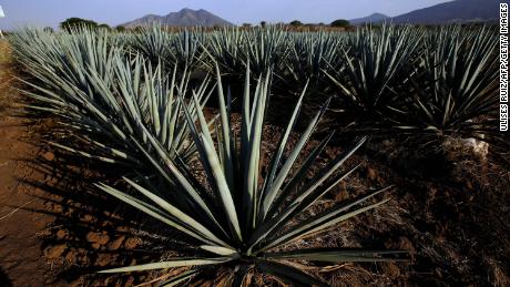 Agave plants on the outskirts of the municipality of Tequila, in the state of Jalisco, Mexico, in 2019.