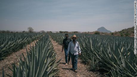 Workers walk through Blue Weber agave fields in Jonacatepec, Morelos state, Mexico, in 2021.