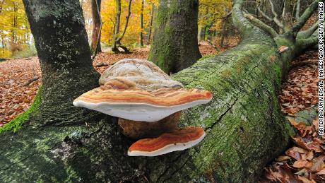 Fomes fomentarius, sometimes called tinder or hoof fungus, is shown on a fallen tree trunk in Belgium.  
