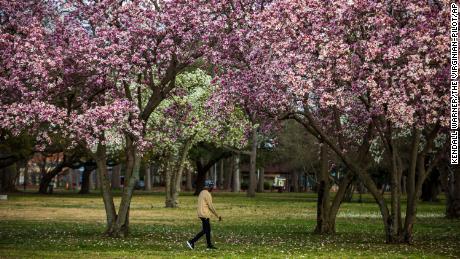 A person walks through blooming trees at Lafayette Park in Norfolk, Virginia, on Tuesday. 