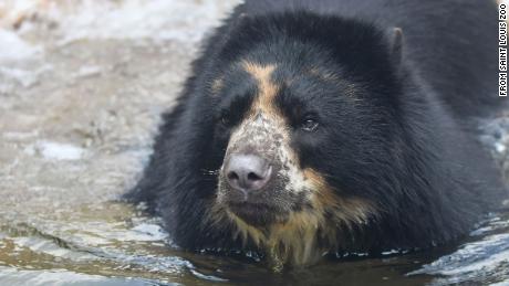 Andean bear Ben escaped his enclosure at Saint Louis Zoo for a second time this month. 