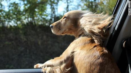 The Florida legislature is considering a comprehensive animal welfare bill which would ban owners from letting a dog extend its head or other body parts from a car window while driving on public roadway, among a host of other regulations.