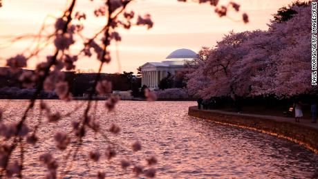 The cherry trees on March 23, two days before peak bloom last year. Tourists from around the world descend on the Tidal Basin each year to enjoy the photogenic show these trees put on. 