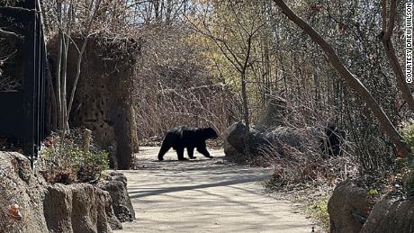 A visitor at the Saint Louis Zoo saw Ben, the bear, strolling down a paved path sniffing rocks along the way