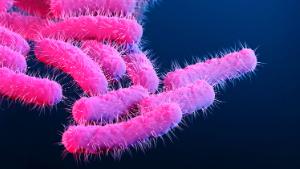 Illustration of Shigella sp. bacteria. These rod shaped of bacteria have hair-like flagella that are used for motility. Shigella infection in humans can cause diarrhoea and dysentery due to the invasion of the epithelial lining of the colon and toxin release, which results in inflammation of the gut. The condition is known as Shigellosis and exposure to the bacteria is commonly through contaminated food, water or hands.