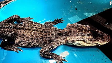 The emaciated, lethargic alligator discovered in New York City&#39;s Prospect Park Lake had swallowed a bathtub stopper, according to the Bronx Zoo. The zoo is continuing to provide treatment for the animal.