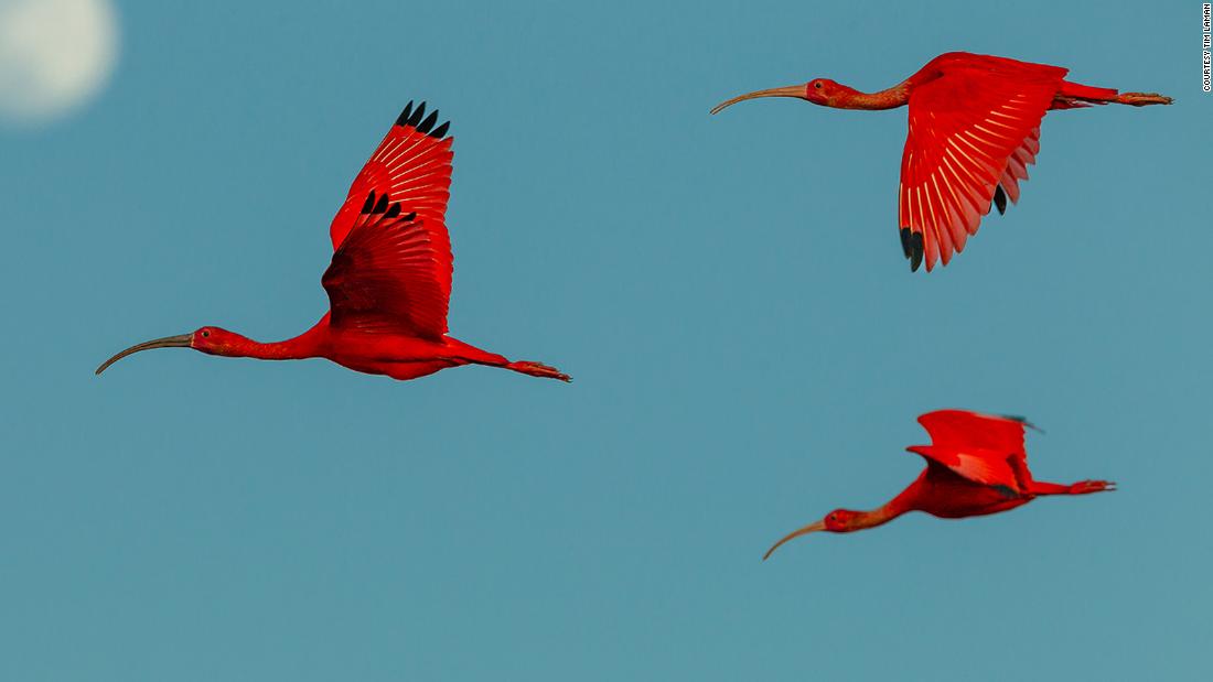 Photographer took 40,000 shots to capture these extraordinary birds