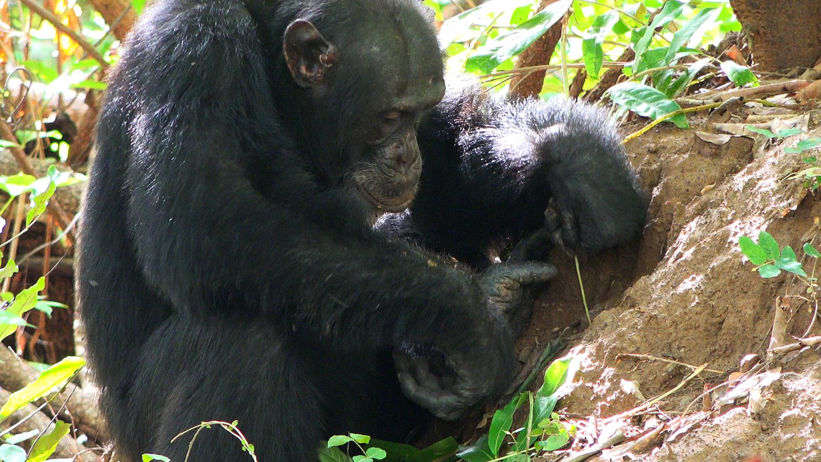 La duda de un niño acerca de los animales recibe esta respuesta de la ...