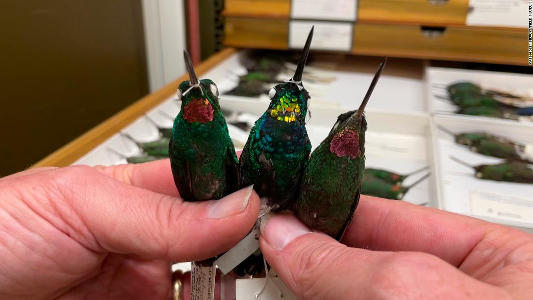 Cientistas descobrem um colibri híbrido de garganta dourada
