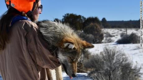 A sedated Mexican wolf is carried from a helicopter to a team of staff who will conduct a health check and attach a collar to the wolf before releasing it back into the wild.