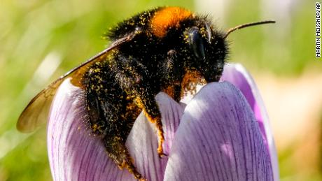 A bumblebee is covered in pollen on a crocus in the cold sun on the meteorological first day of spring in Gelsenkirchen, Germany, Wednesday, March 1, 2023. Weather forecast predicts cold temperatures and snow for the weekend in Germany. (AP Photo/Martin Meissnerl)