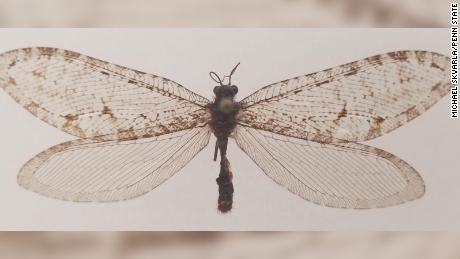 Giant flying insect found on Walmart building turns out to be Jurassic-era find