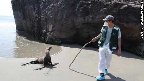 Explosion of sea lion deaths in Peru amid deadly bird flu outbreak 