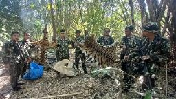 Thailand memenjarakan lima pemburu karena membunuh harimau