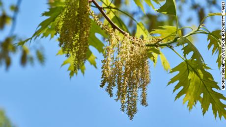 Oak trees are pumping out pollen in the Southeast, contributing to record-high levels early in the season.