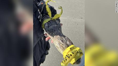 Police used caution tape to help secure the reptile.