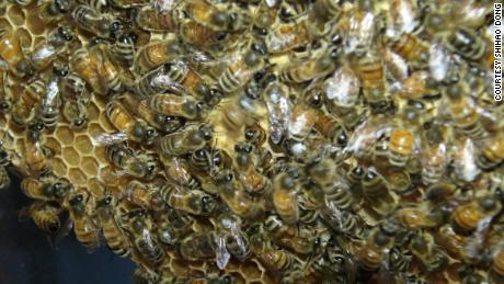 A honeybee (center) performs a waggle dance. The bee is blurry because she is moving so rapidly.  