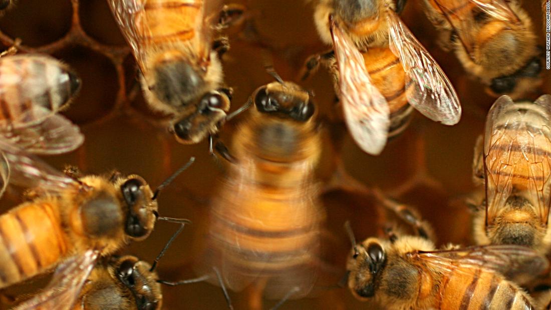 Bees learn their wagging dance moves with a little help from their co-workers