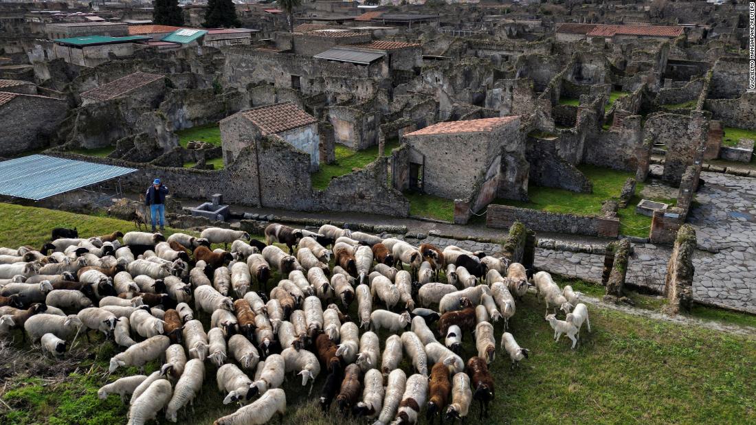 Sheep help archaeologists preserve ancient ruins at Pompeii