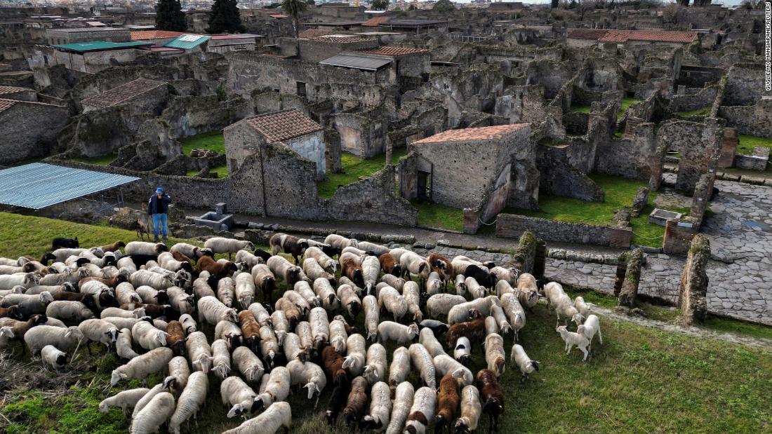 Pompeya: las ovejas ayudan a los arqueólogos a preservar ruinas antiguas