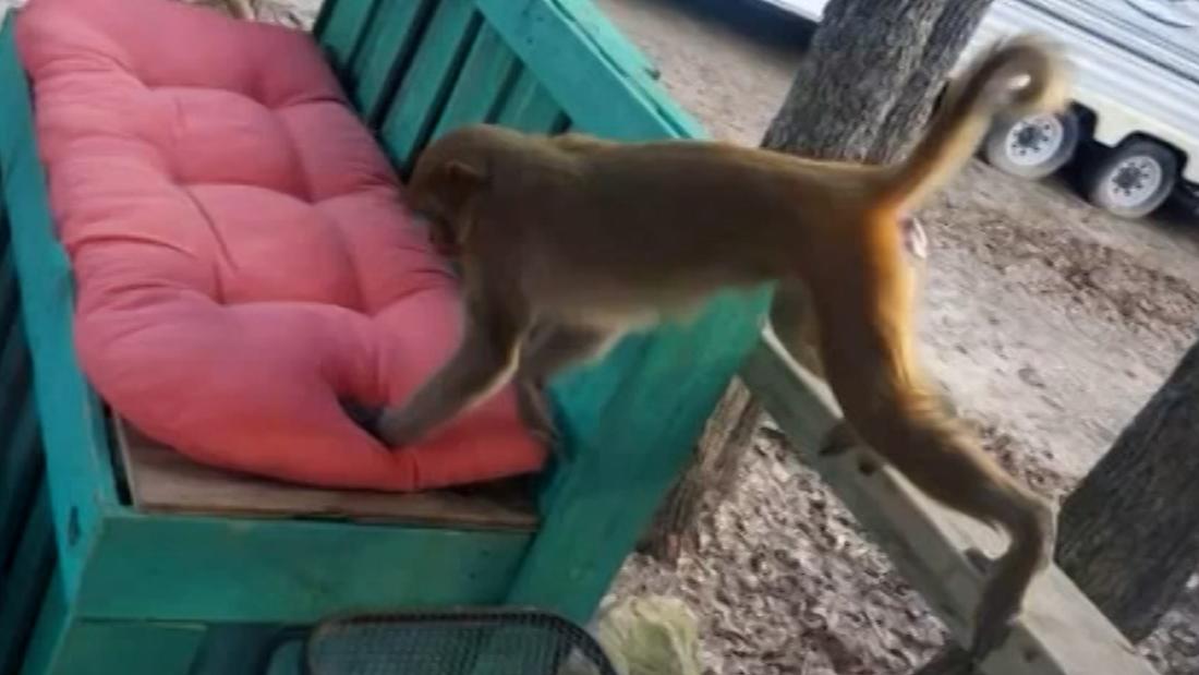 Loose pet monkey attacks woman, ripping 'handfuls of hair' and part of her ear off