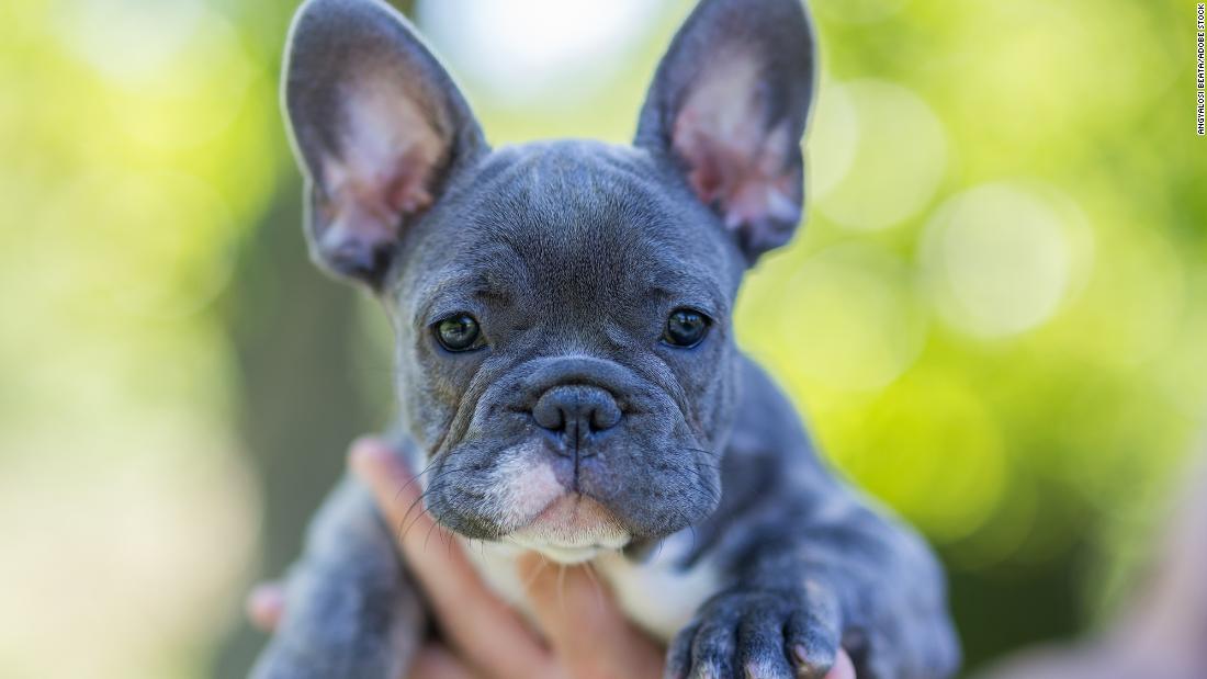 NextImg:Opinion: French bulldogs claim their rightful place in the hearts of Americans