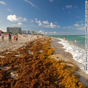 A 5,000-mile-wide blob of seaweed is headed for US beaches