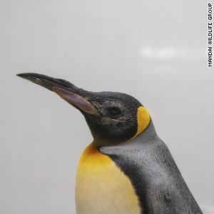 Elderly penguins receive 'world first' custom lenses in successful cataract surgery