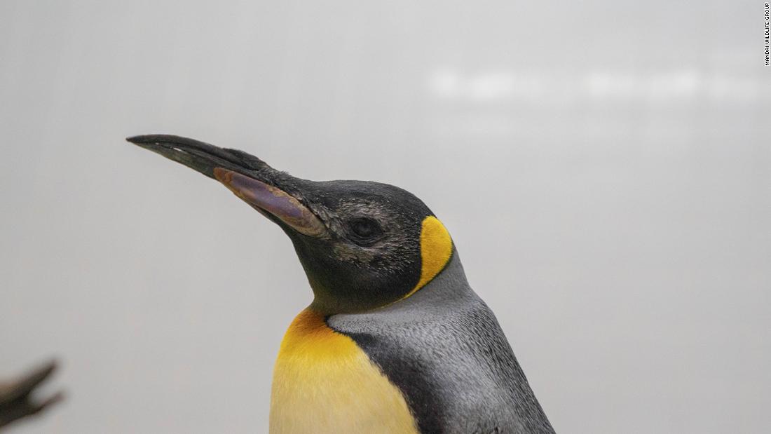 Elderly penguins receive 'world first' custom lenses in successful cataract surgery