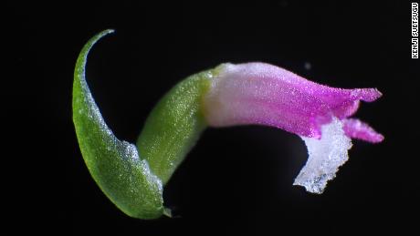 A new species of orchid has been discovered in Japan, and its petals look like they&#39;re spun from glass