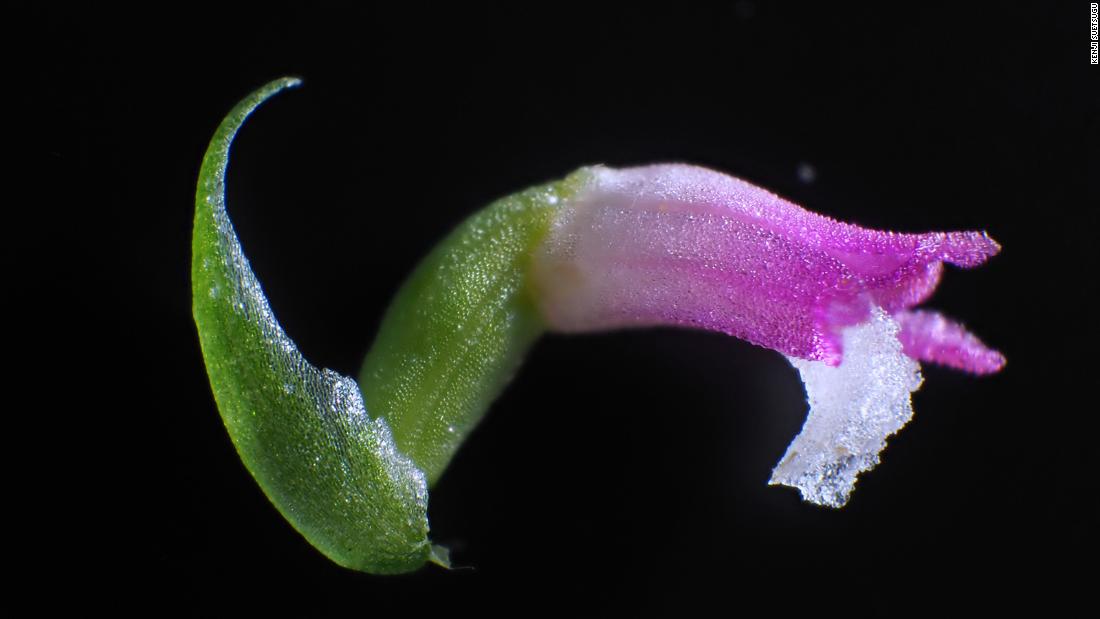 Glass-like orchid species have been found hiding in plain sight in Japan