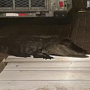 Florida man survives 9-foot alligator attack