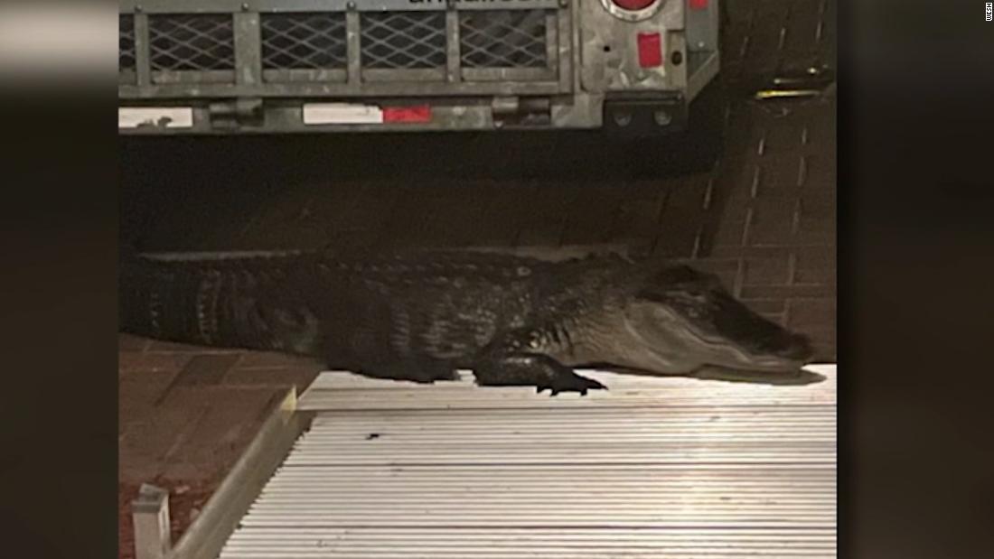 Florida man heard a knock at the door. It was an alligator