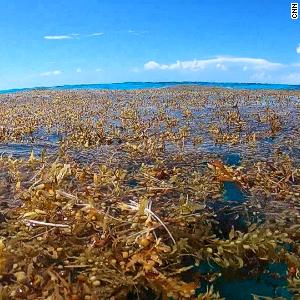 Hear what tourists have to say as giant seaweed blob heads toward Florida beaches