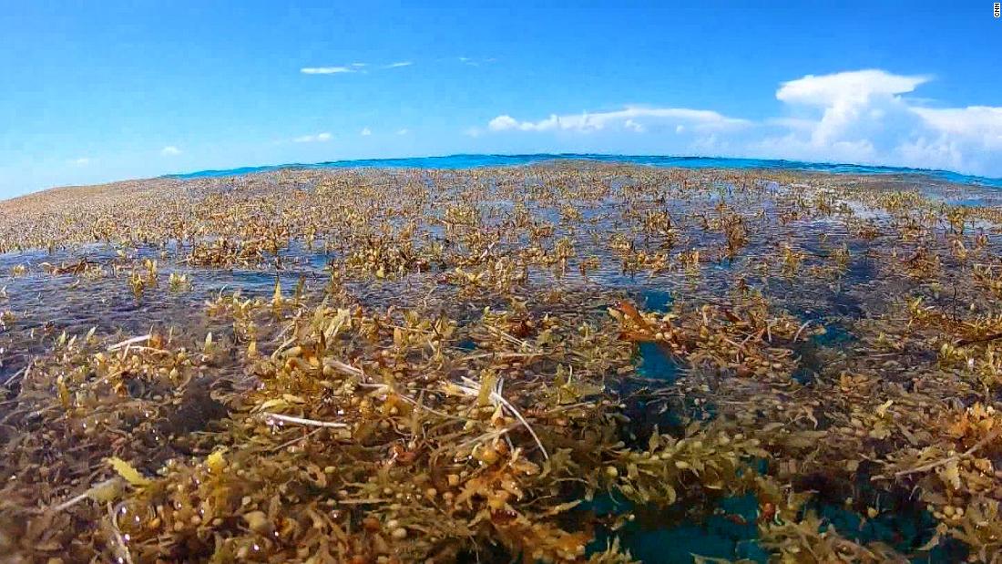 Expert says seaweed bloom will continue to grow