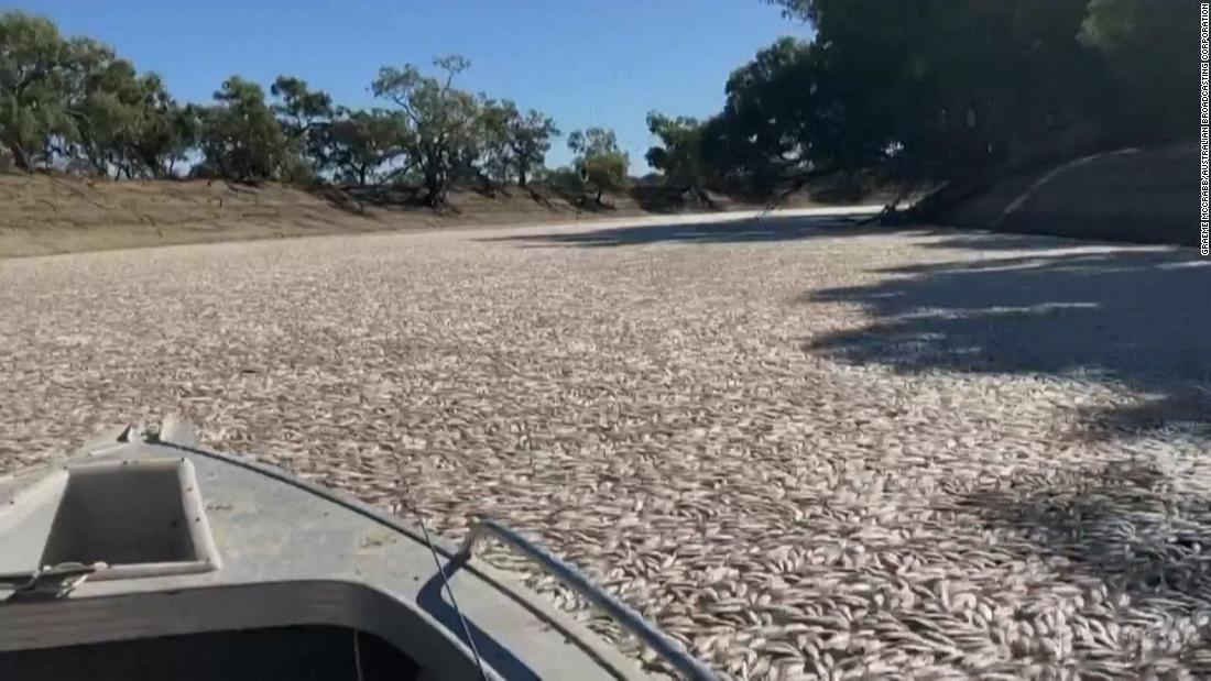 Miliony martwych ryb wyrzuciło rzeka w pobliżu australijskiego miasta