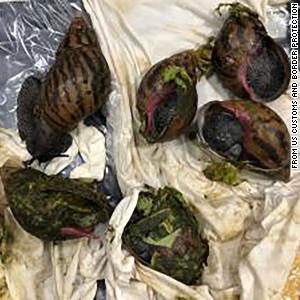 Customs officers confiscate illegal giant African snails at airport