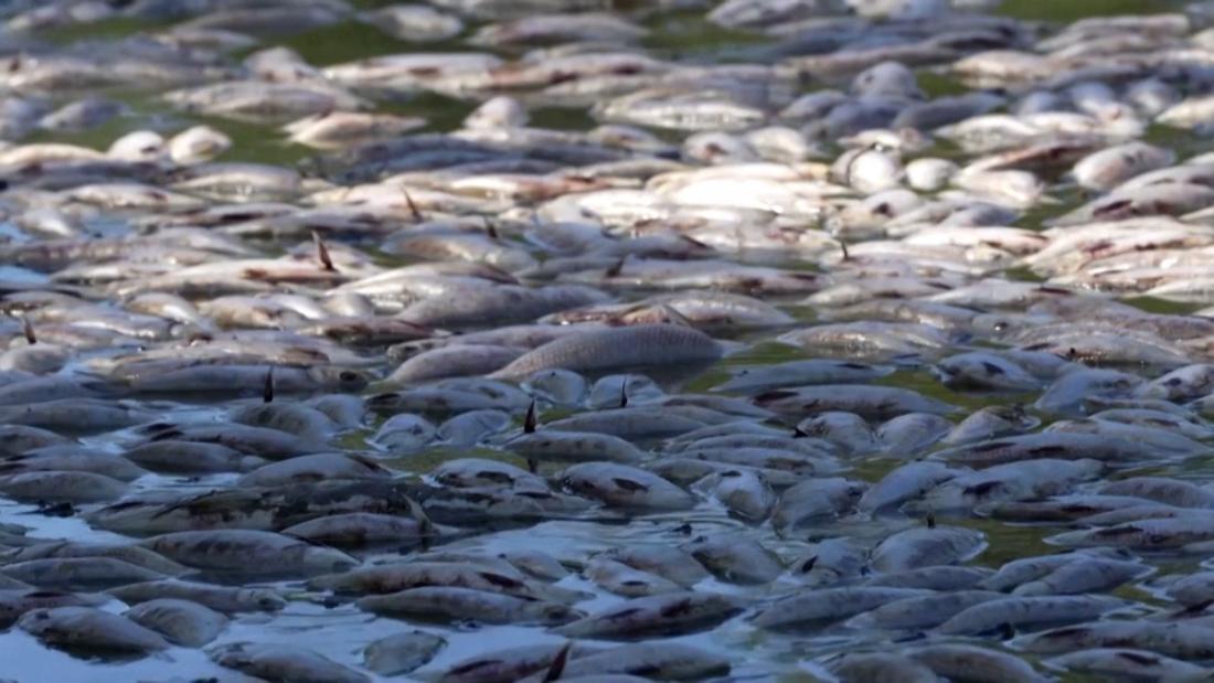 Millones de peces muertos aparecen en un río de Australia - CNN Video