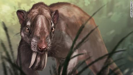 An ancient carnivorous marsupial relative named Thylacosmilus atrox had canines so massive that the roots wrapped over the top of the animal&#39;s skull. 