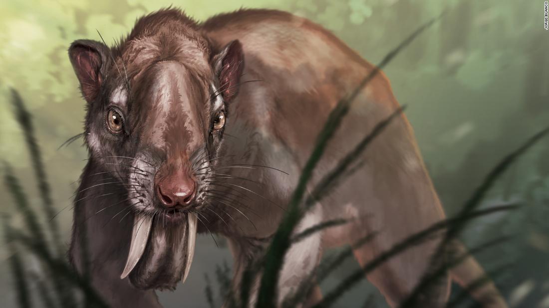 ‘Marsupial sabertooth’ memiliki taring besar yang tumbuh di atas tengkoraknya
