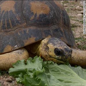 'Mr. Pickles,' zoo's 90-year-old tortoise, stuns handlers with an adorable surprise