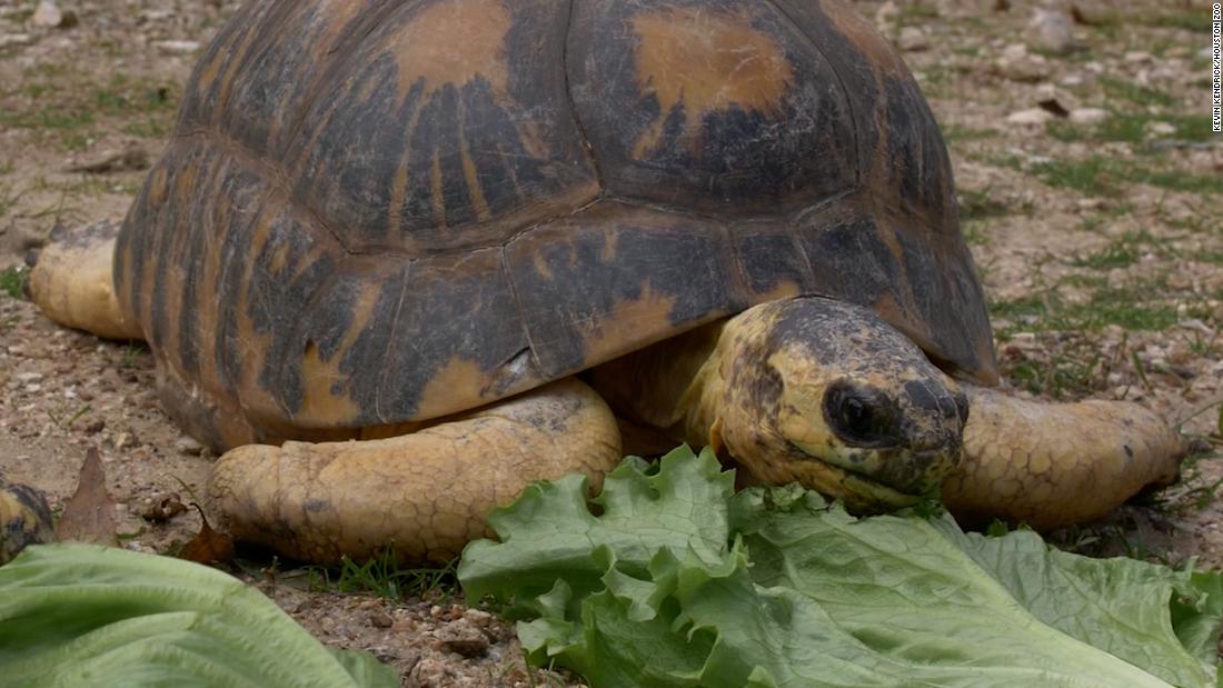 'Mr. Pickles,' zoo's 90-year-old tortoise, stuns handlers with adorable surprise