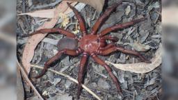 Spesies labah-labah gergasi yang jarang ditemui telah ditemui semula