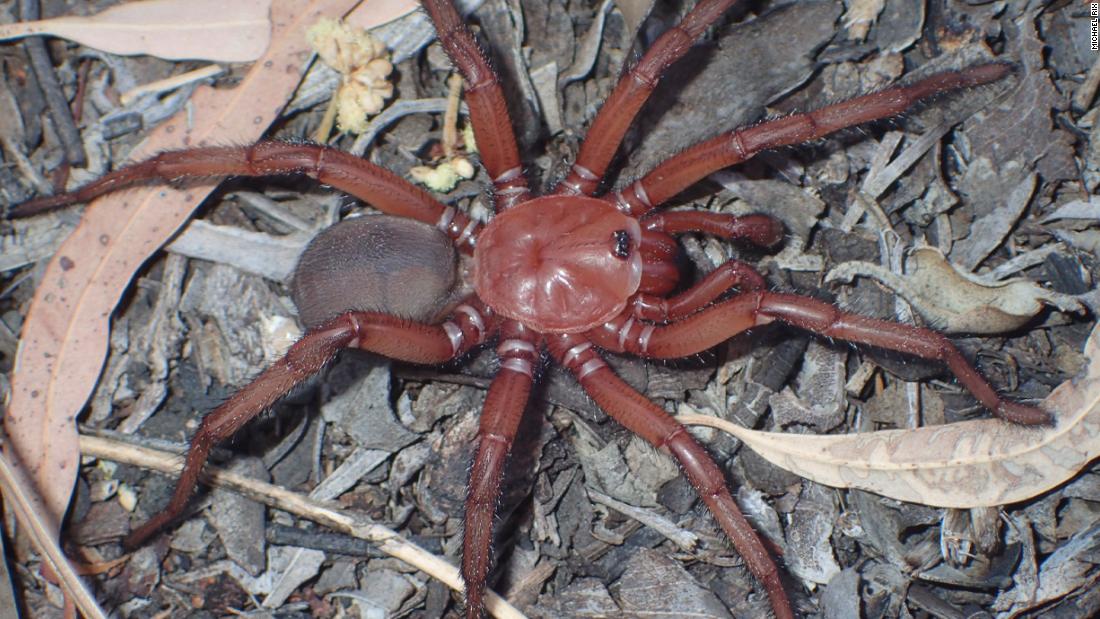 Une rare espèce d’araignée géante a été redécouverte en Australie
