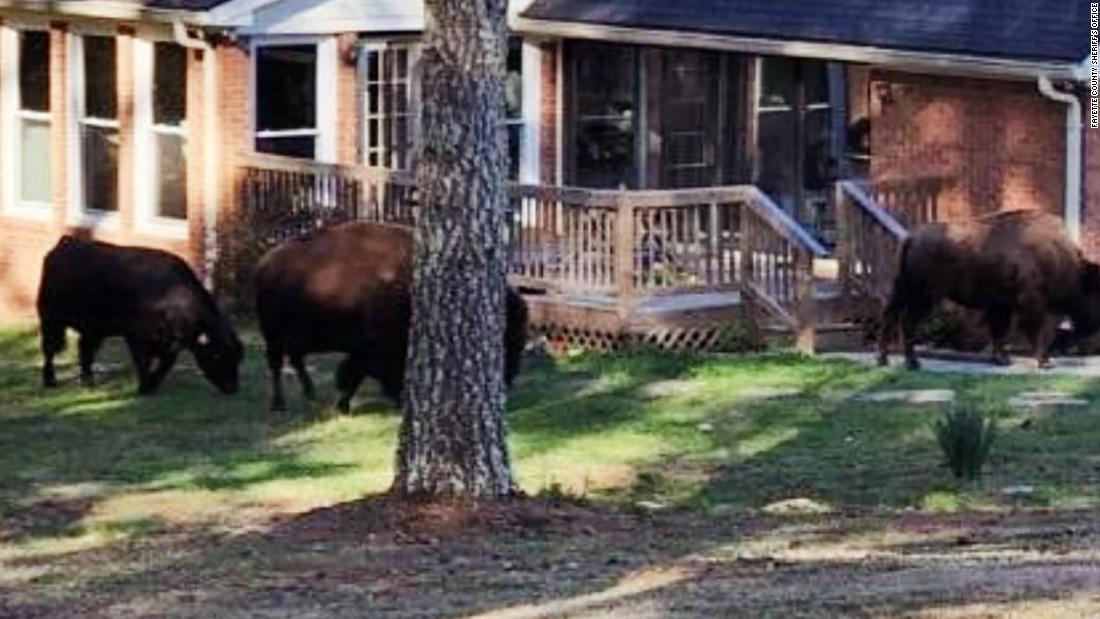 El rapero Rick Ross agradece a los vecinos por ayudar a traer de vuelta a sus búfalos errantes