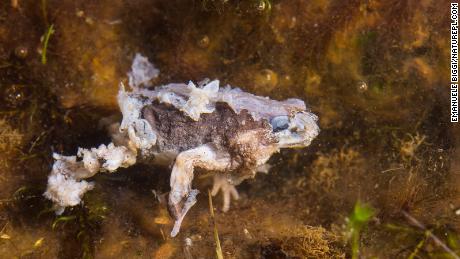 An Andean frog that has died from chytridiomycosis is shown in Peru&#39;s Cusco region. The disease is caused by the fungal pathogen Batrachochytrium dendrobatidis.