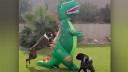 Lihat sepasang anjing peninju tergila-gila dengan T. rex kembung di belakang rumah mereka