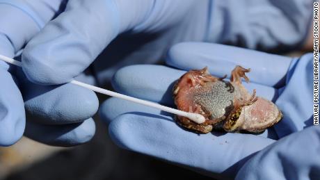 Scientist Susan Walker is shown holding a Majorcan midwife toad and taking a sample using a cotton swab for testing for chytridiomycosis disease in Torrent de s&#39;Esmorcador in Mallorca, Spain, April 2009.