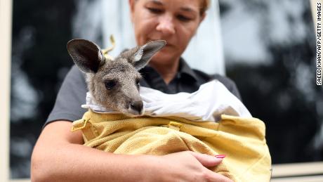 Volunteer Sarah Price of wildlife rescue group WIRES takes care of a rescued kangaroo.